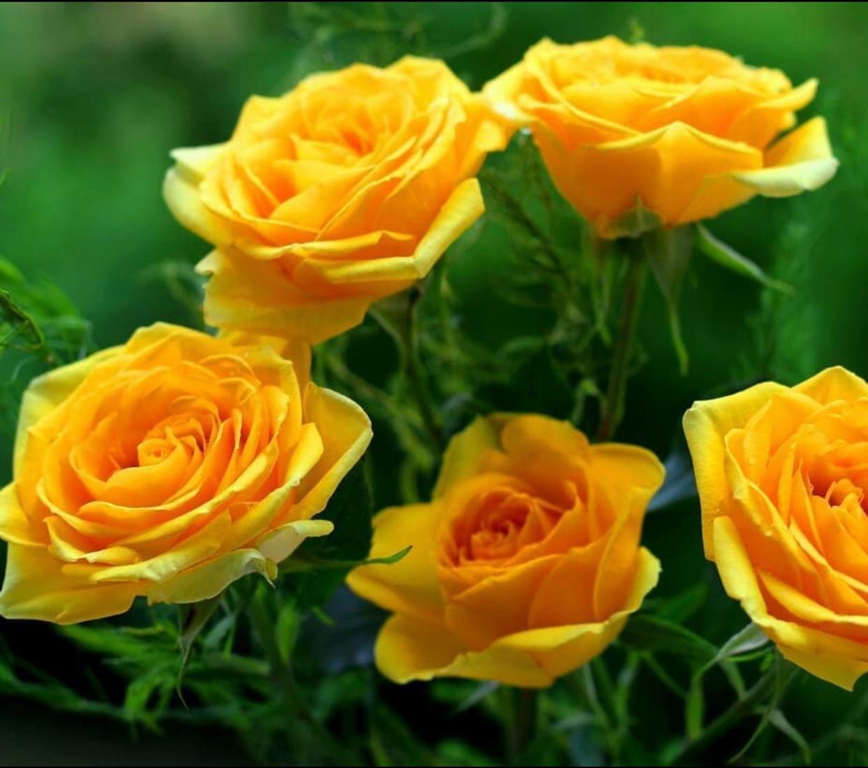 Роза чайно-гибридная Голд