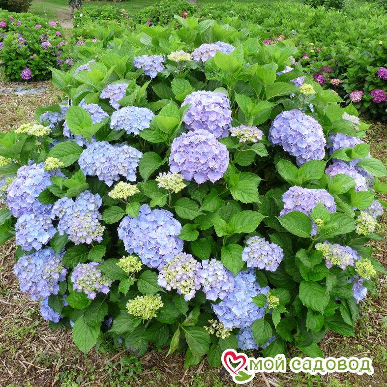Гортензия крупнолистовая Йола