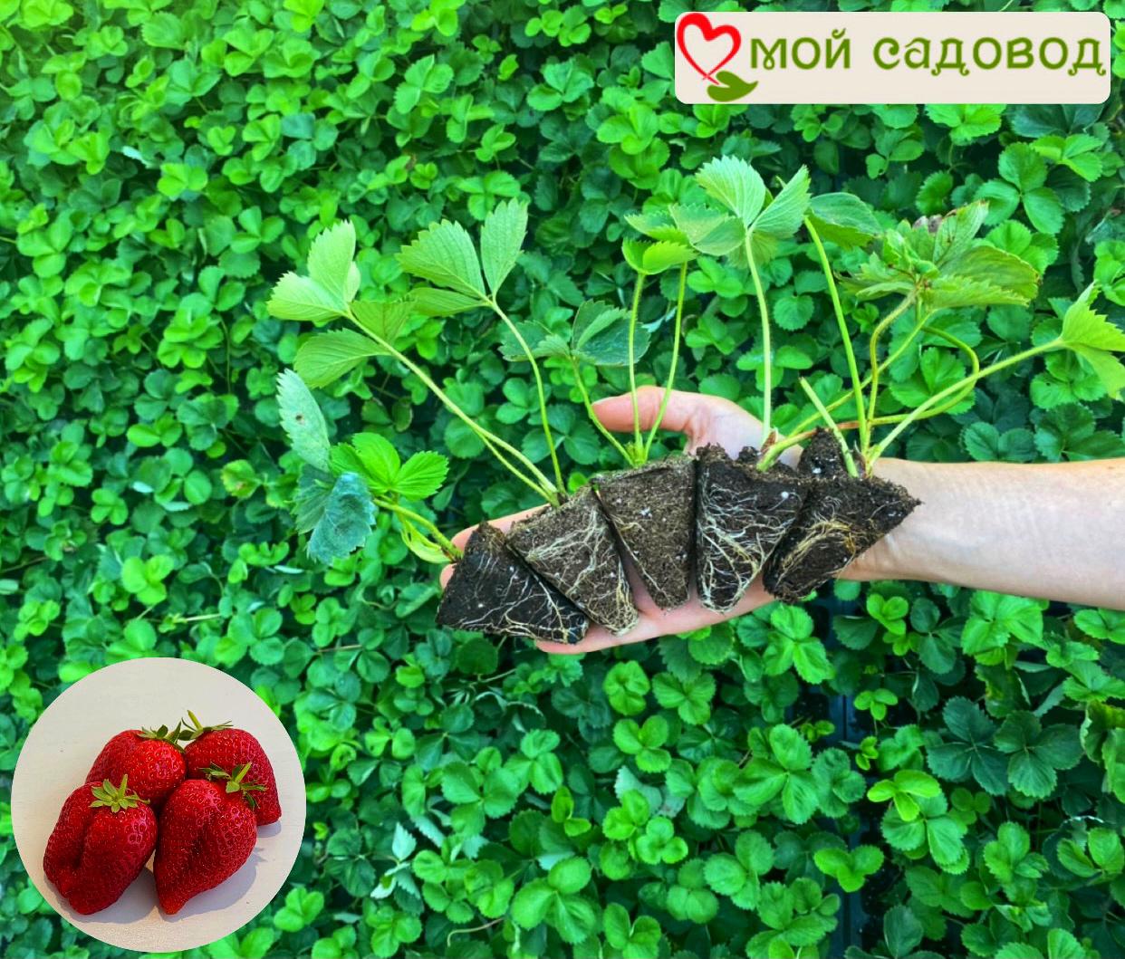 Клубника Сан-Андреас