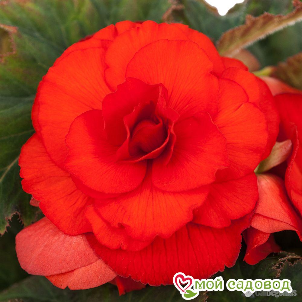 Бегония махровая Скарлет