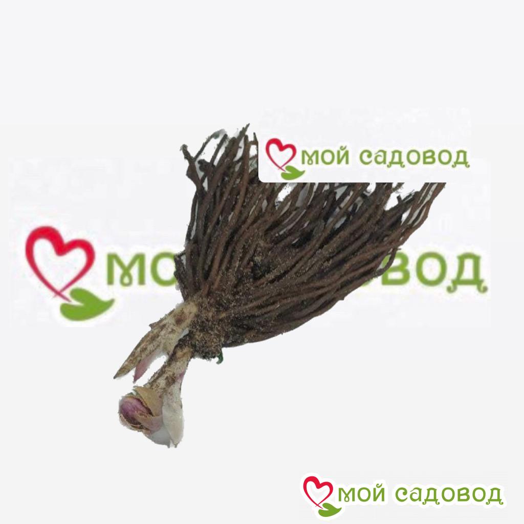 Хоста Пинк Эхо